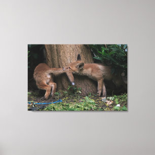 Cutest Baby Animals   Baby Foxes Playing Canvas Print