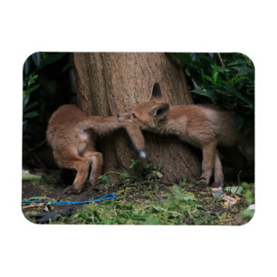 Cutest Baby Animals   Baby Foxes Playing Magnet