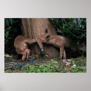 Cutest Baby Animals   Baby Foxes Playing Poster