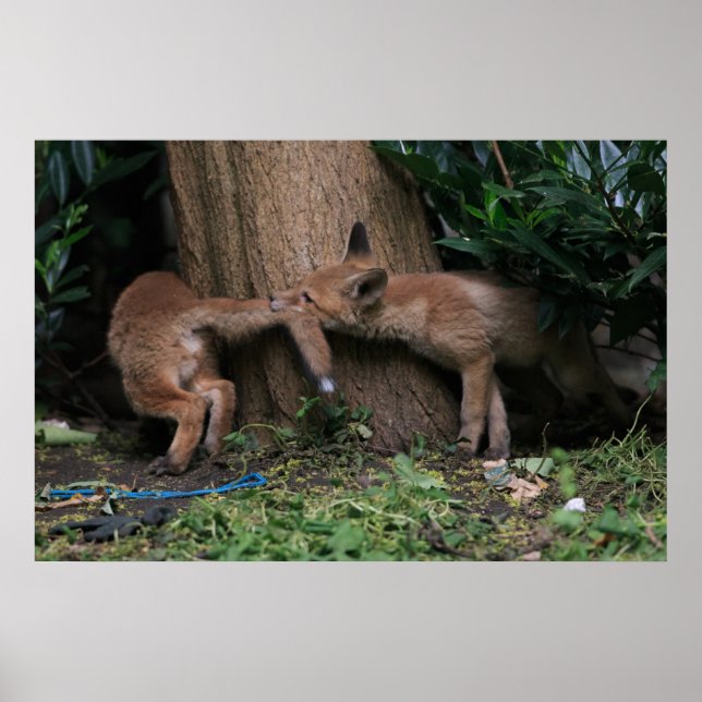 Cutest Baby Animals | Baby Foxes Playing Poster (Front)