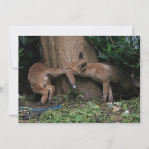 Cutest Baby Animals   Baby Foxes Playing Thank You Card