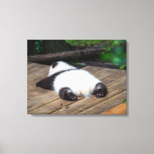 Cutest Baby Animals Baby Giant Panda Sleeping Canvas Print