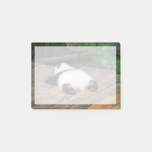 Cutest Baby Animals   Baby Giant Panda Sleeping Post-it Notes