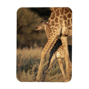 Cutest Baby Animals Baby Giraffe & Parent Magnet