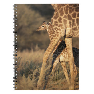 Cutest Baby Animals Baby Giraffe & Parent Notebook