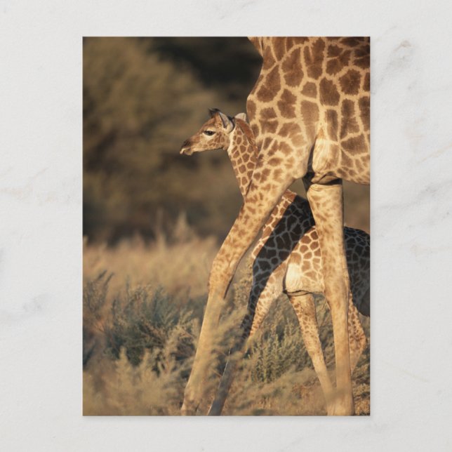 Cutest Baby Animals | Baby Giraffe & Parent Postcard (Front)