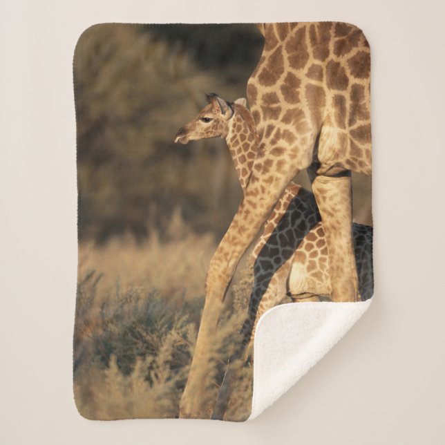 Cutest Baby Animals | Baby Giraffe & Parent Sherpa Blanket (Front)
