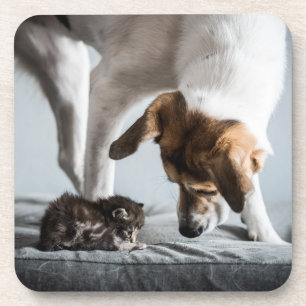 Cutest Baby Animals   Baby Kitten & Dog Coaster