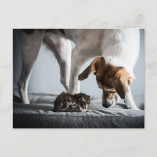 Cutest Baby Animals   Baby Kitten & Dog Postcard