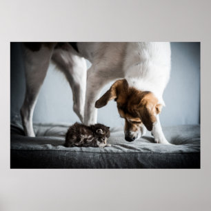 Cutest Baby Animals Baby Kitten & Dog Poster