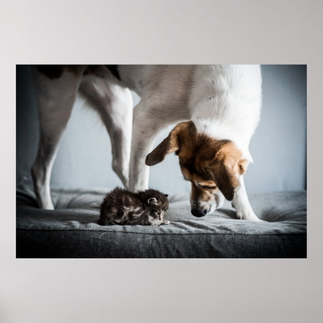 Cutest Baby Animals | Baby Kitten & Dog Poster (Front)