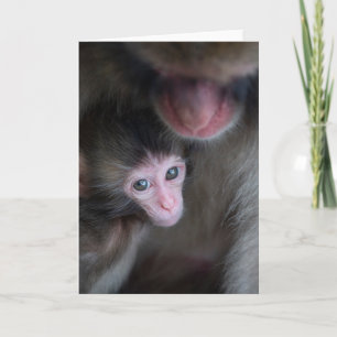 Cutest Baby Animals   Baby Macaque Monkey & Mother Card