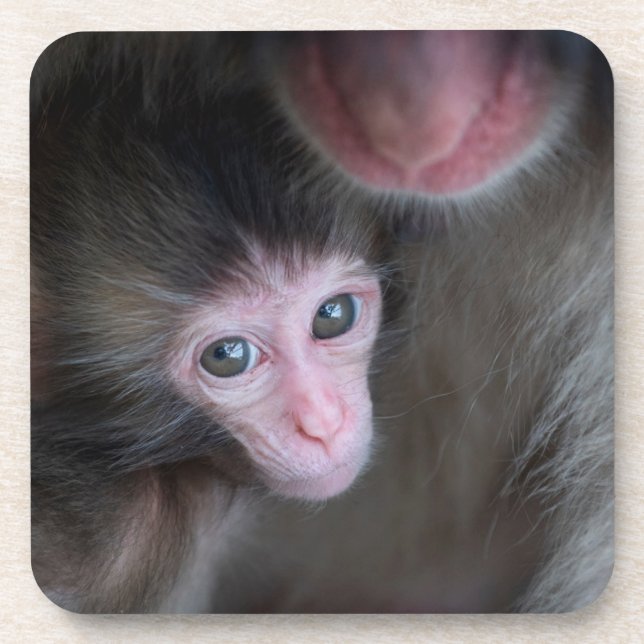 Cutest Baby Animals | Baby Macaque Monkey & Mother Coaster (Front)