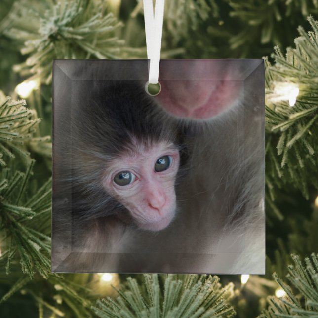 Cutest Baby Animals | Baby Macaque Monkey & Mother Glass Tree Decoration (Insitu)