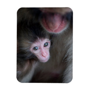 Cutest Baby Animals Baby Macaque Monkey & Mother Magnet