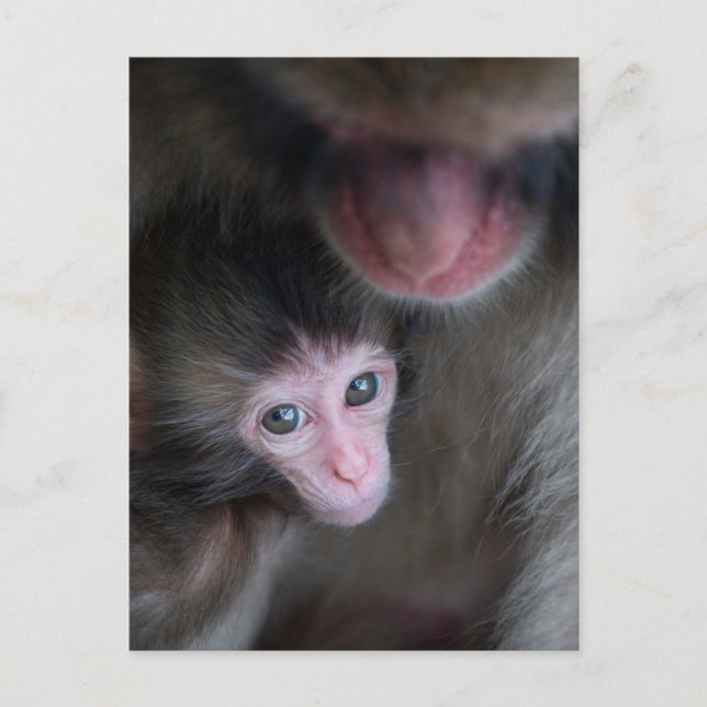 Cutest Baby Animals | Baby Macaque Monkey & Mother Postcard (Front)