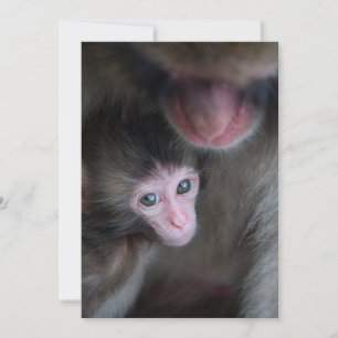Cutest Baby Animals   Baby Macaque Monkey & Mother Thank You Card