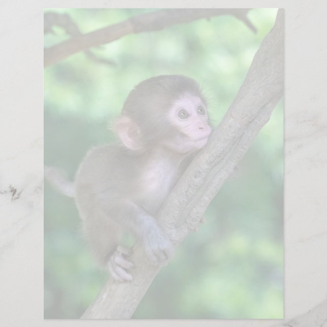Cutest Baby Animals | Baby Monkey (Front)