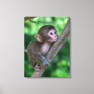 Cutest Baby Animals Baby Monkey Canvas Print