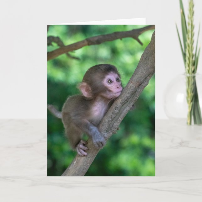 Cutest Baby Animals | Baby Monkey Card (Front)