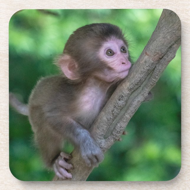 Cutest Baby Animals | Baby Monkey Coaster (Front)