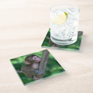 Cutest Baby Animals Baby Monkey Glass Coaster