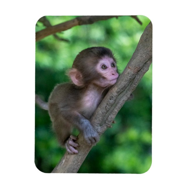 Cutest Baby Animals | Baby Monkey Magnet (Vertical)