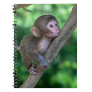 Cutest Baby Animals Baby Monkey Notebook