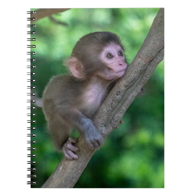Cutest Baby Animals | Baby Monkey Notebook (Front)