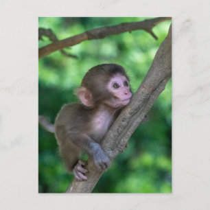 Cutest Baby Animals Baby Monkey Postcard