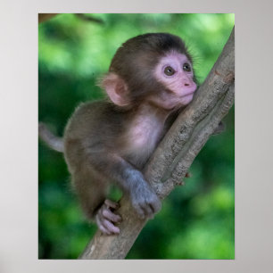 Cutest Baby Animals   Baby Monkey Poster