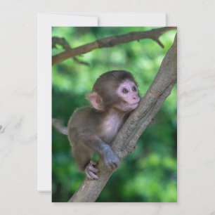 Cutest Baby Animals   Baby Monkey Thank You Card