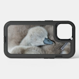 Cutest Baby Animals   Baby Mute Swan