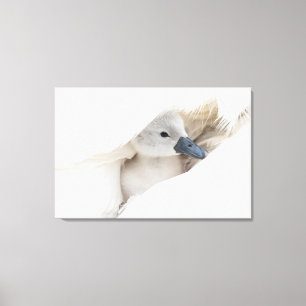 Cutest Baby Animals Baby Mute Swan Canvas Print