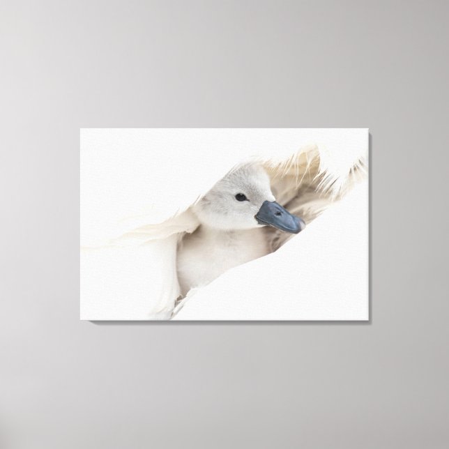 Cutest Baby Animals | Baby Mute Swan Canvas Print (Front)