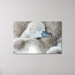 Cutest Baby Animals Baby Mute Swan Canvas Print