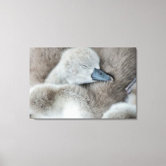 Cutest Baby Animals | Baby Mute Swan Canvas Print (Front)