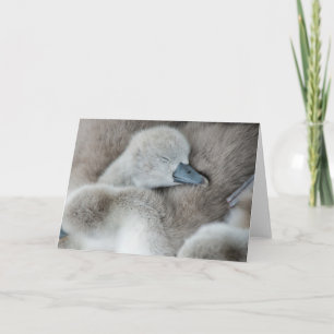 Cutest Baby Animals Baby Mute Swan Card