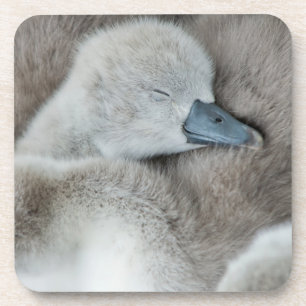 Cutest Baby Animals Baby Mute Swan Coaster