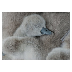 Cutest Baby Animals   Baby Mute Swan Cutting Board