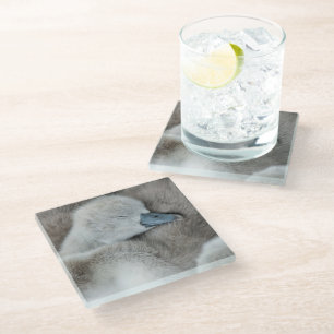 Cutest Baby Animals   Baby Mute Swan Glass Coaster
