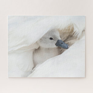 Cutest Baby Animals   Baby Mute Swan Jigsaw Puzzle