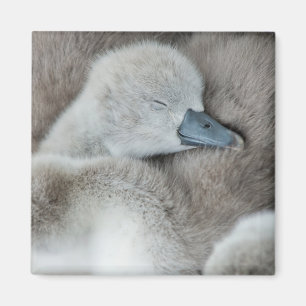 Cutest Baby Animals   Baby Mute Swan Magnet