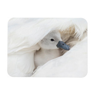 Cutest Baby Animals Baby Mute Swan Magnet