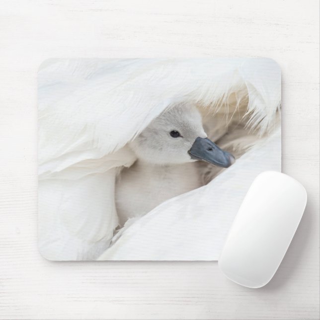 Cutest Baby Animals | Baby Mute Swan Mouse Mat (With Mouse)