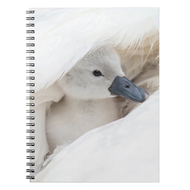 Cutest Baby Animals | Baby Mute Swan Notebook (Front)