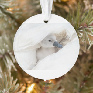 Cutest Baby Animals Baby Mute Swan Ornament