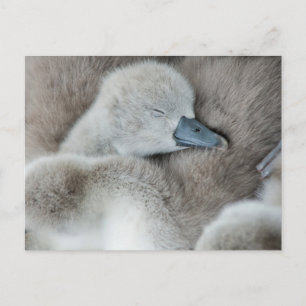Cutest Baby Animals   Baby Mute Swan Postcard