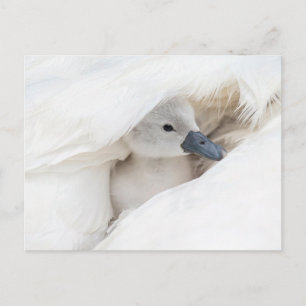 Cutest Baby Animals   Baby Mute Swan Postcard