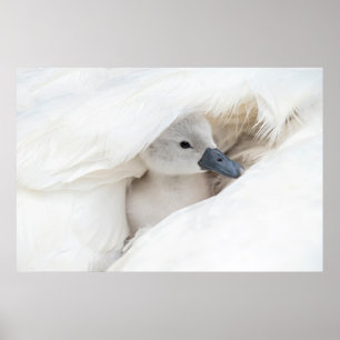Cutest Baby Animals   Baby Mute Swan Poster